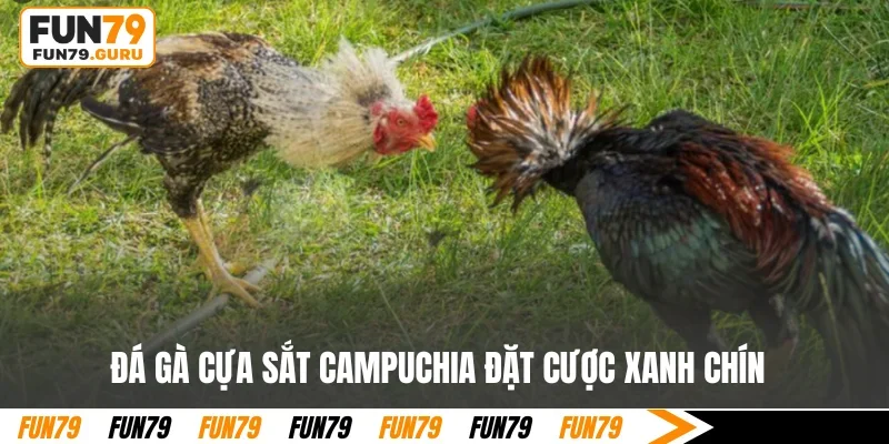 Đá gà cựa sắt Campuchia