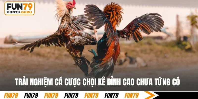 Trải nghiệm cá cược chọi kê đỉnh cao chưa từng có